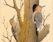 威廉 齐默曼 : Golden-fronted Woodpecker